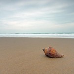 Bhitarkanika Beach