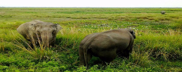 A Greener India with Heritage Parks