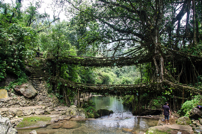 banyan-tree-root-double-decker-bridge-meghalaya