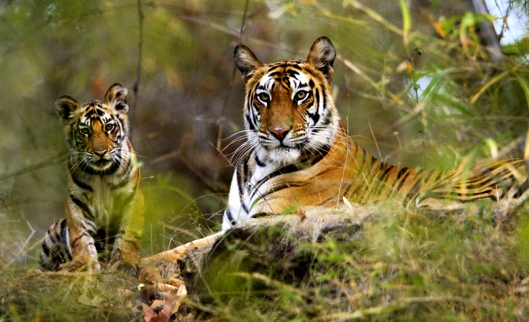 Bandhavgarh-National-Park