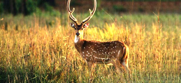 spotted-deer-sunderbans-kolkata