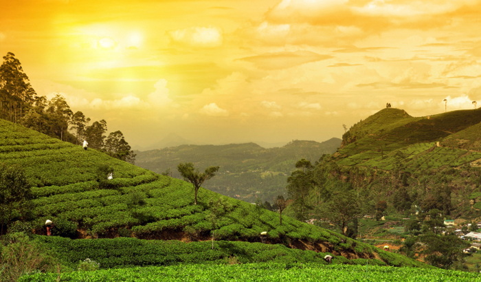 Tea-Garden_Munnar