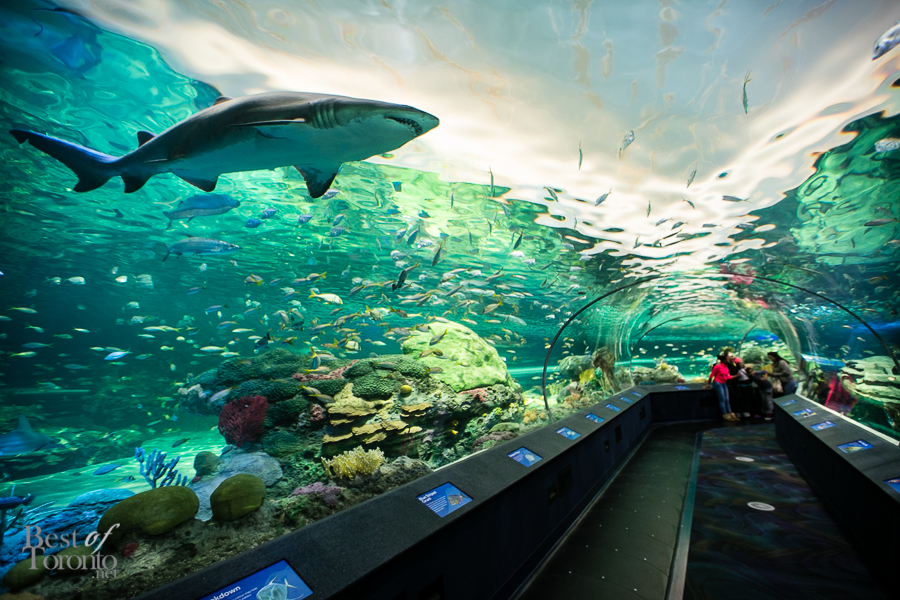 Ripley's Aquarium Of Canada - Trip Beam