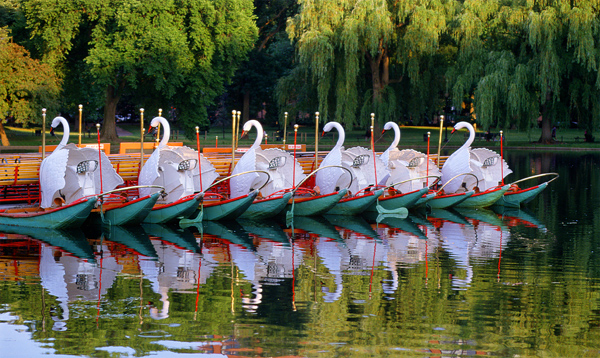 Ride Swan Boats At The Public Garden