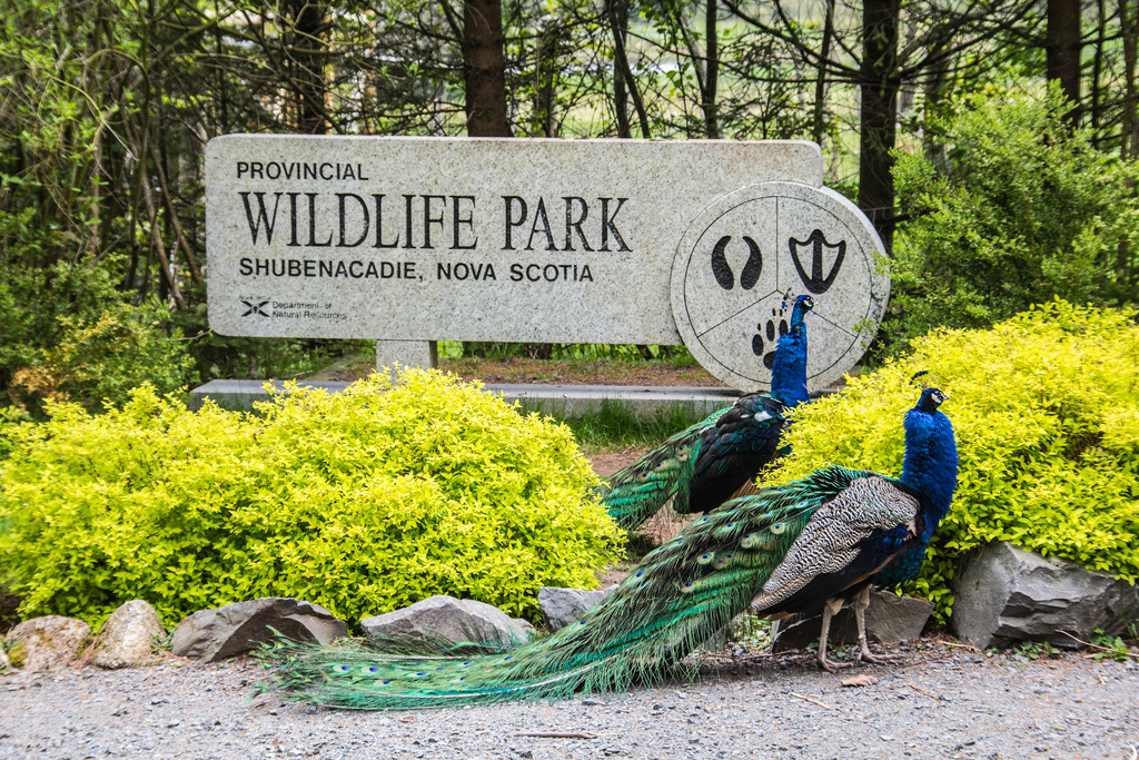 Shubenacadie Provincial Wildlife Park