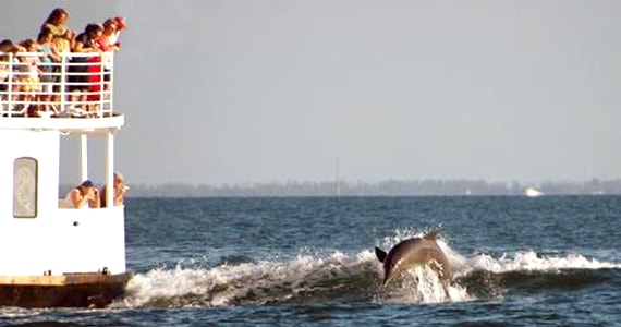 Dolphin Cruise Ride