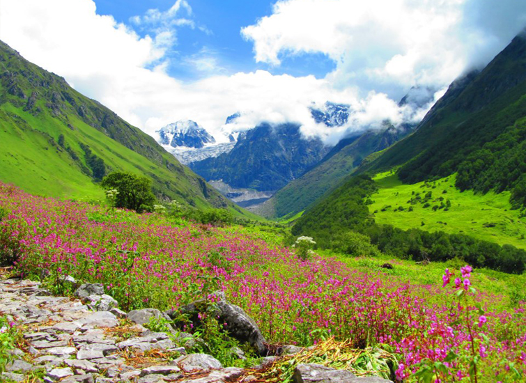 Flower Valley of Uttrakhand