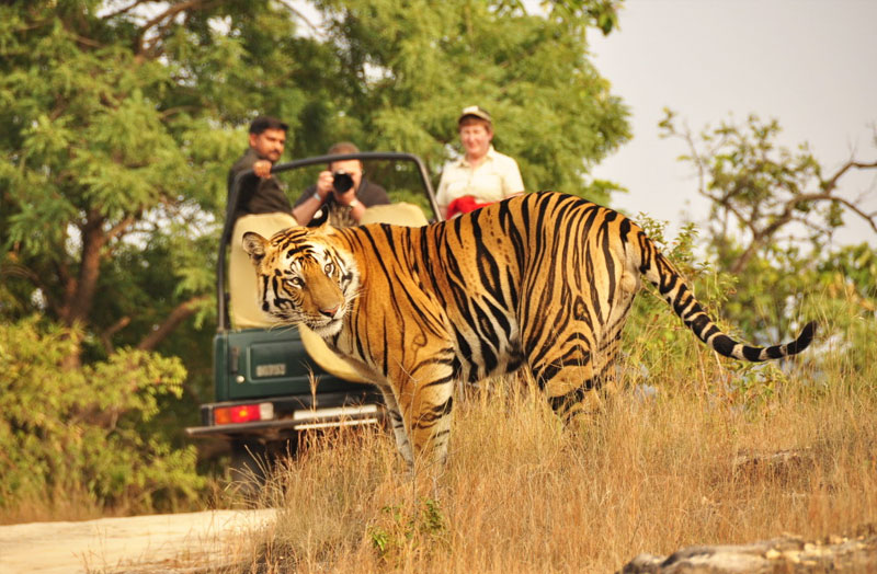 Ranthambore, Rajasthan