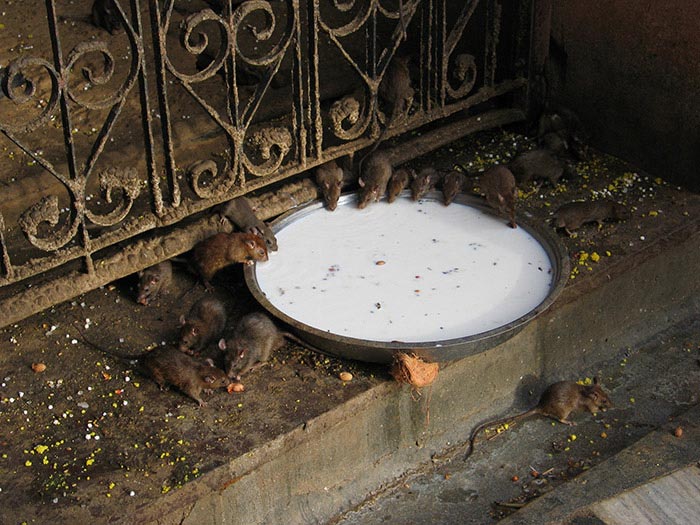 Karni Mata Temple at Deshnok, Rajasthan