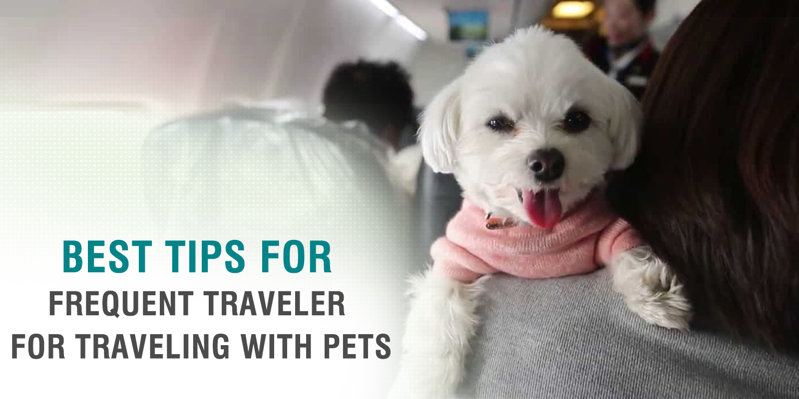 Best Tips For Frequent Traveler For Traveling With Pets TripBeam Blog