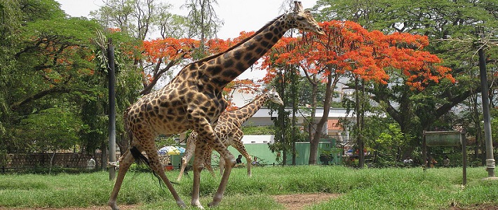 Prominent Indian zoological parks