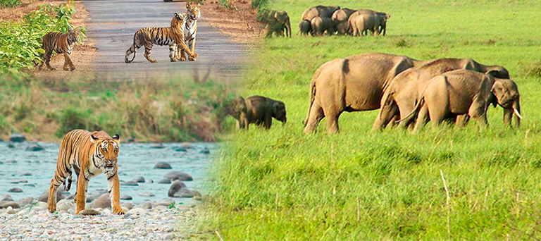 Jim Corbett National Park