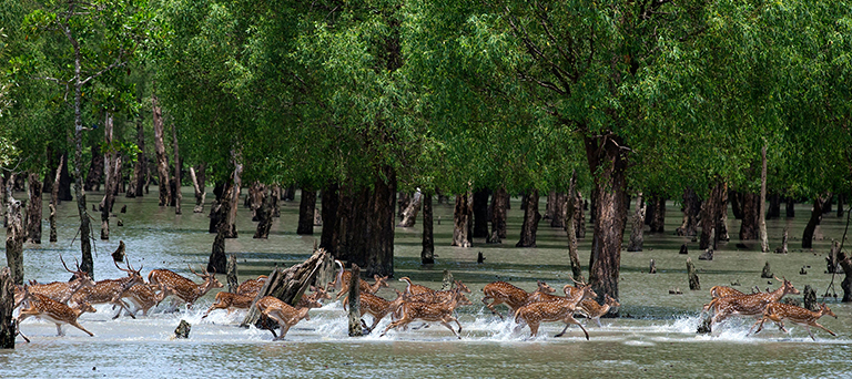 Sundarbans