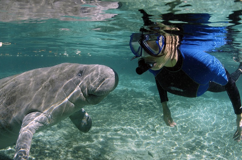 Swimming With Manatees at Crystal River