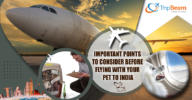 Important points to consider before flying with your pet to India