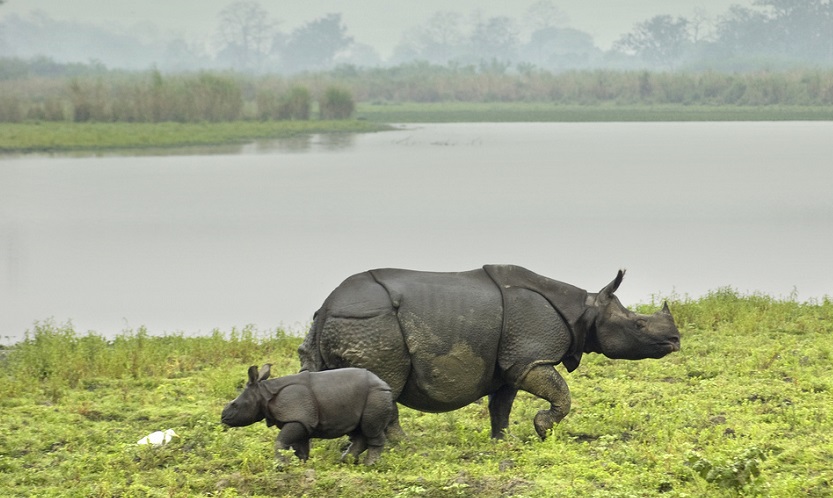 Kaziranga National Park