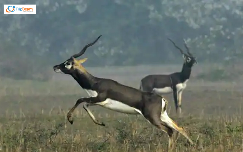 Panchala Black Buck Reserve