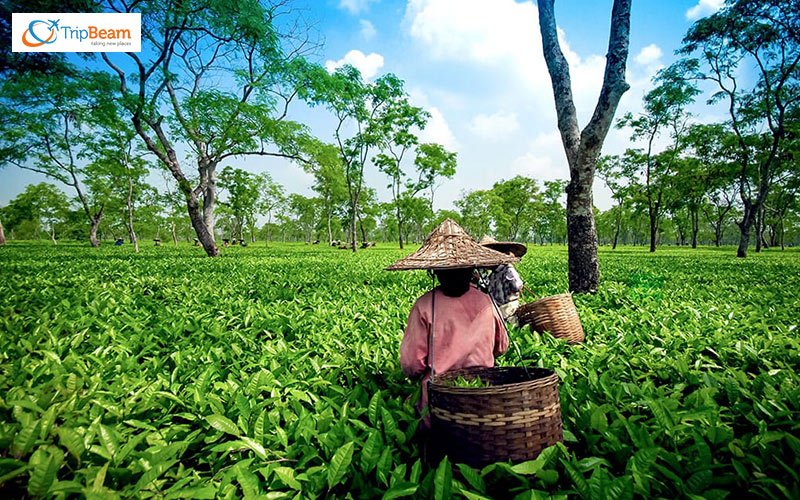 Tea from the Tea Garden of India Assam