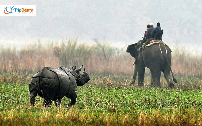 Endeavor your experience with the endangered one horned rhinos