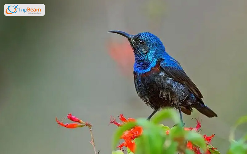 Go Birdwatching at Babington Point Birwadi 1