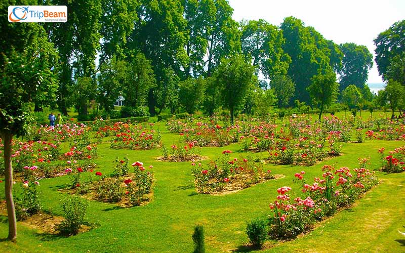 Zakir Hussain Rose Garden