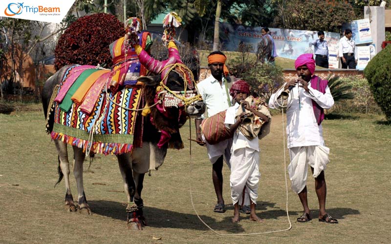 Pongal - India's Best Celebratory Moments