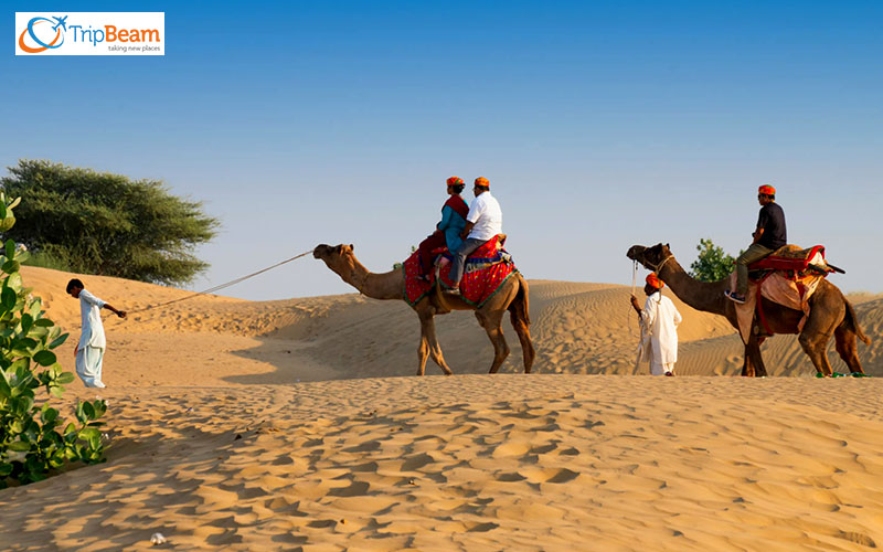 Camel Safari in Rajasthan