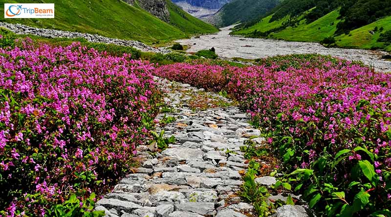 Valley of Flowers